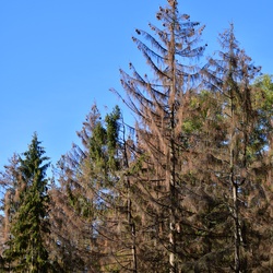 2018-10 Prague/Sächsische Schweiz/DSC_5773.JPG